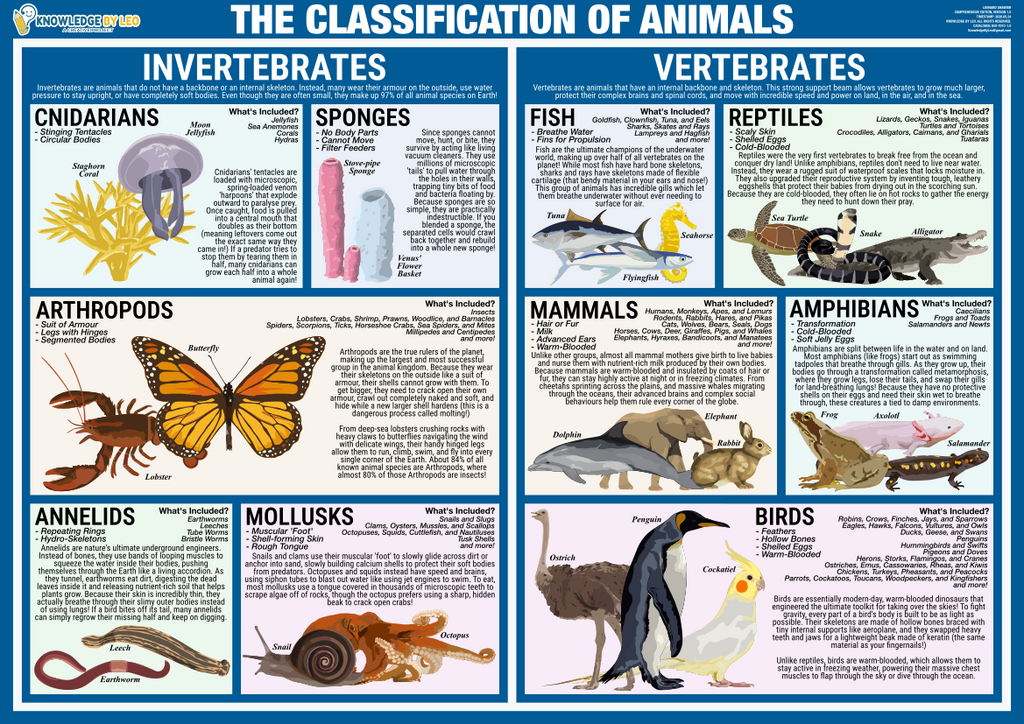Classification of Animals | Classroom Decoration, Wall Poster | Level 2