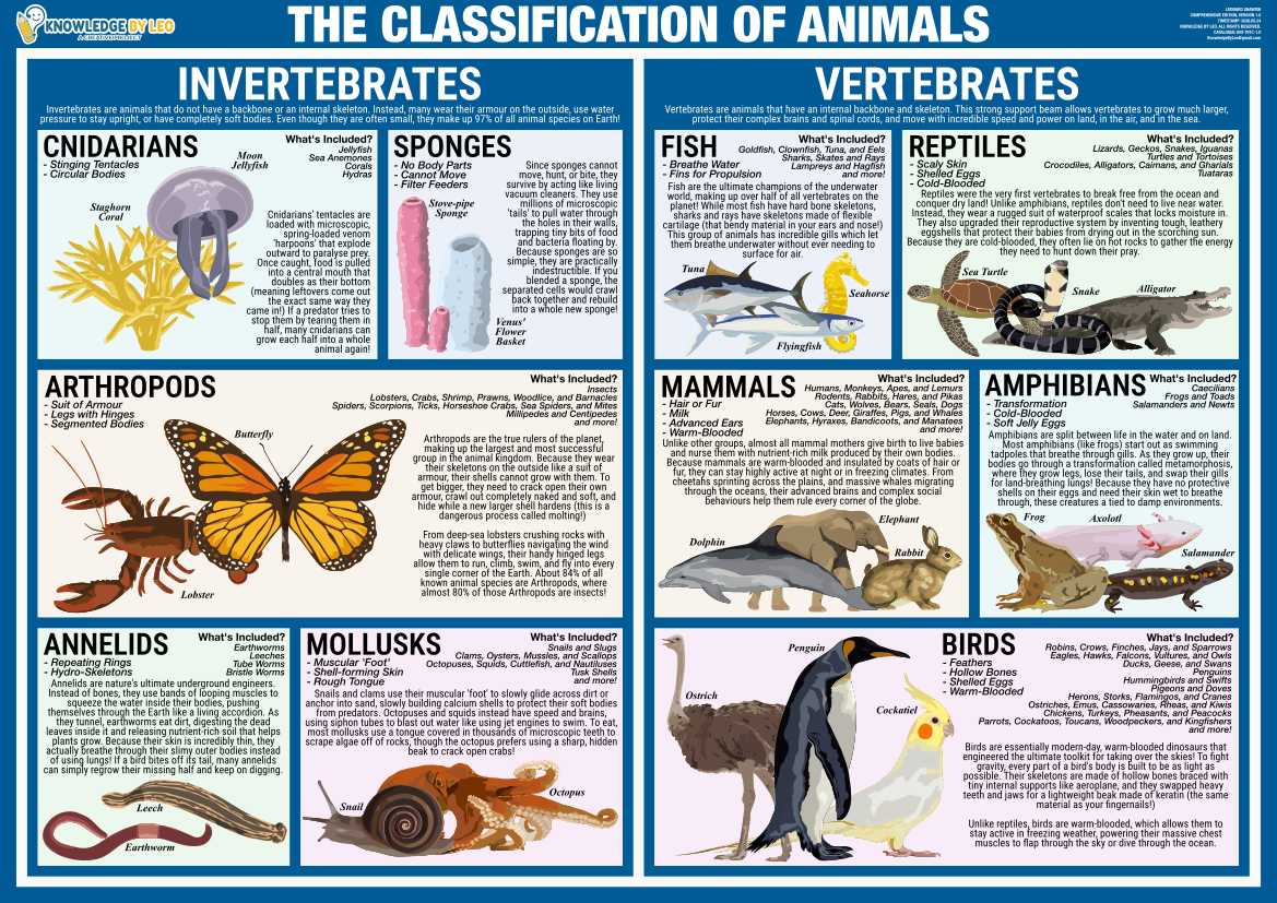 Classification of Animals | Classroom Decoration, Wall Poster | Level 2