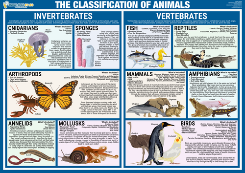 Educational chart classifying animals into invertebrates and vertebrates with illustrations.