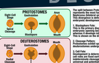 Diagram comparing protostomes and deuterostomes with labeled stages of embryonic development.