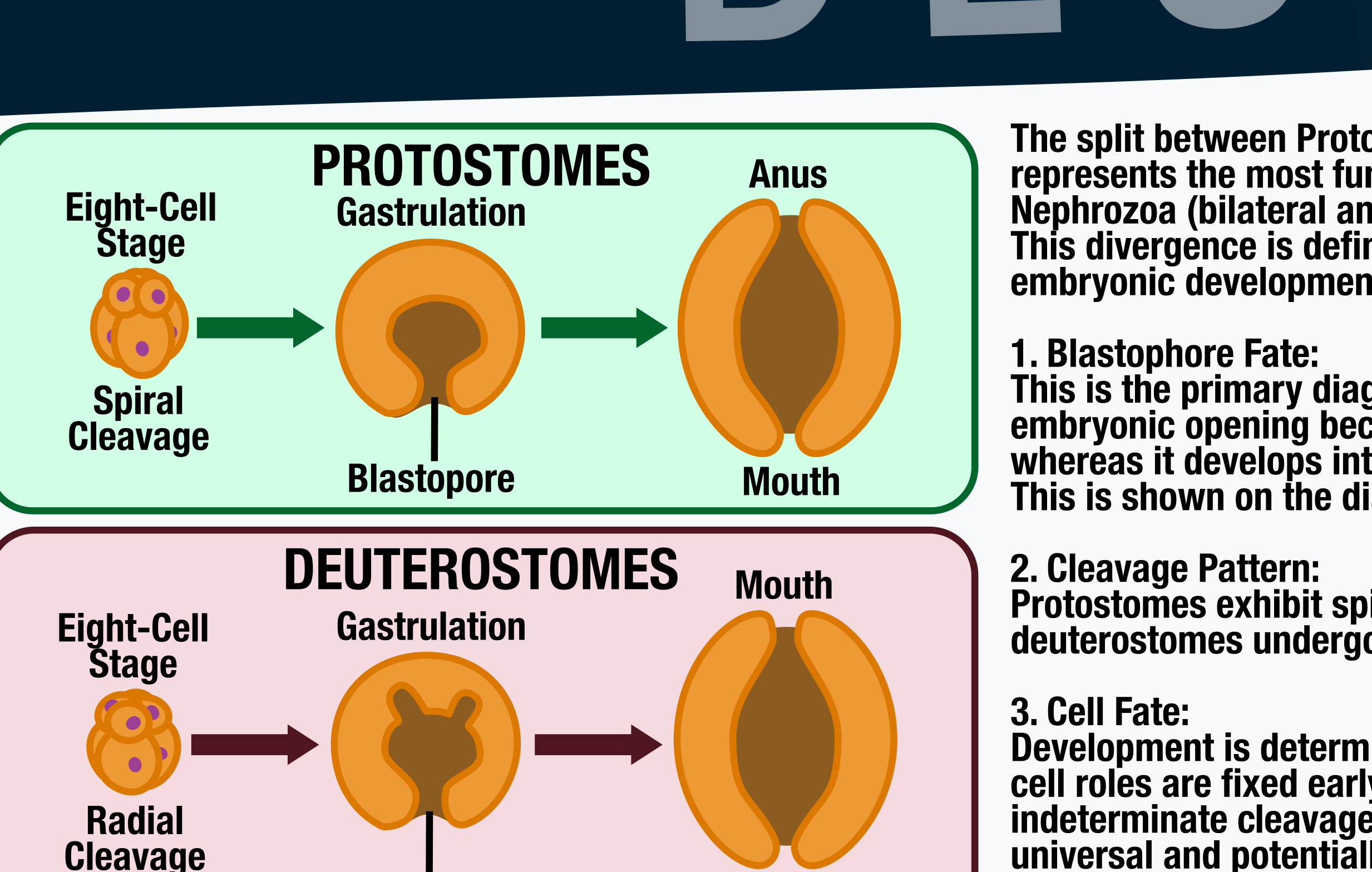 Diagram comparing protostomes and deuterostomes with labeled stages of embryonic development.