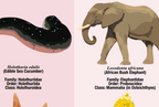 Illustration of an edible sea cucumber and an African bush elephant with scientific names and classifications.