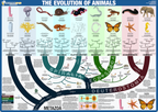 Evolutionary tree of animals with various animal forms and classifications.