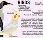 Illustration of a cockatiel with text about bird characteristics on a light purple background
