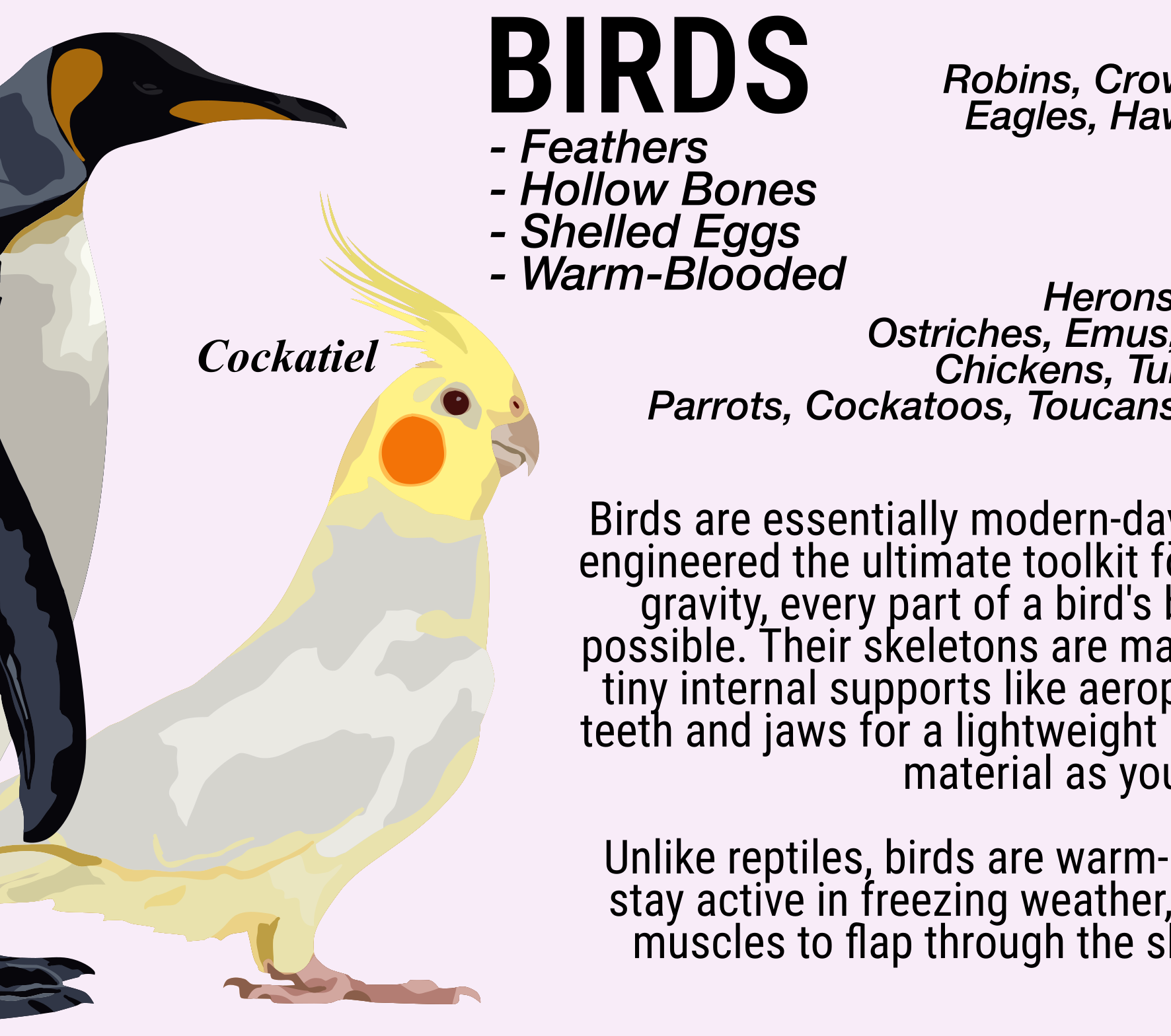 Illustration of a cockatiel with text about bird characteristics on a light purple background