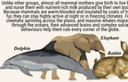 Classification of Animals | Classroom Decoration, Wall Poster | Level 2