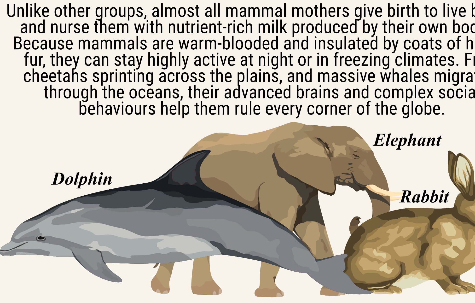 Classification of Animals | Classroom Decoration, Wall Poster | Level 2