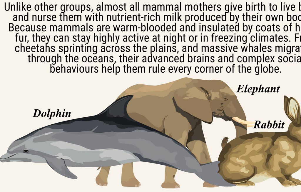 Illustration of an elephant, dolphin, and rabbit with text about mammal characteristics.