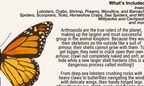 Classification of Animals | Classroom Decoration, Wall Poster | Level 2
