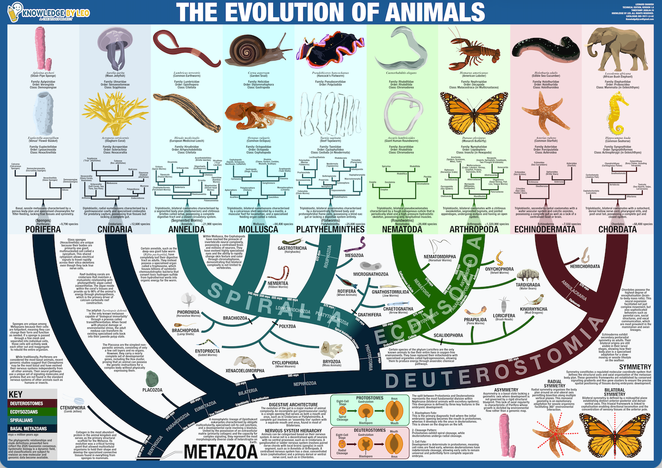 Evolutionary tree of animals with various animal forms and classifications.